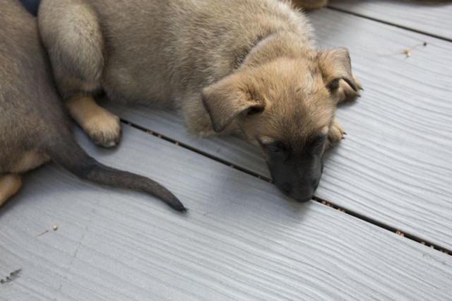 Megawood Premium Plus