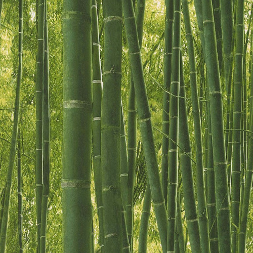 Reality III 51124704